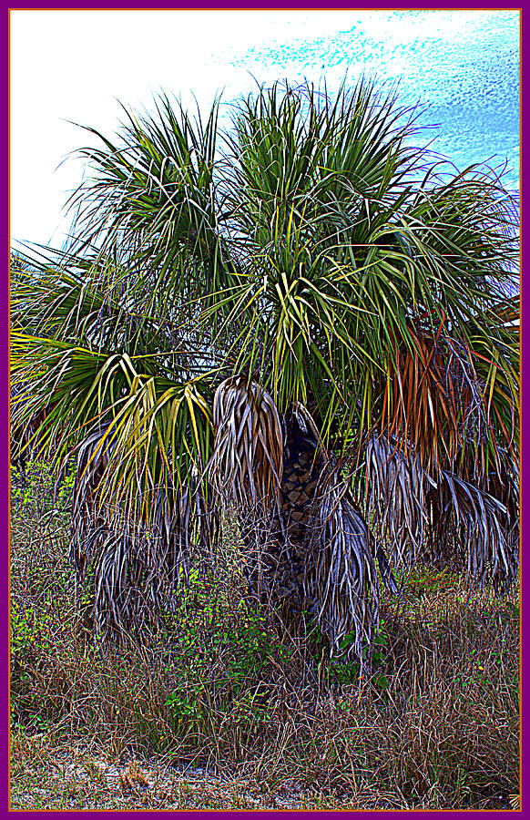 Palm Tree in the Botanical Gardens of Largo Florida Photograph by Mindy Newman