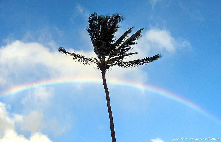 Palm Tree in the Sky Photograph by Nicole I Hamilton