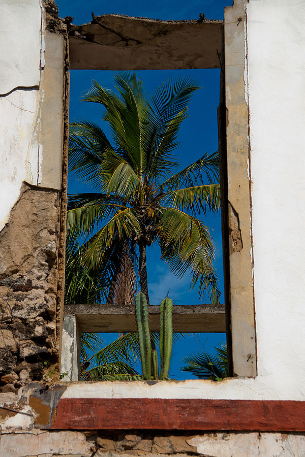 Palm Tree in the Window Photograph by Roger Mullenhour