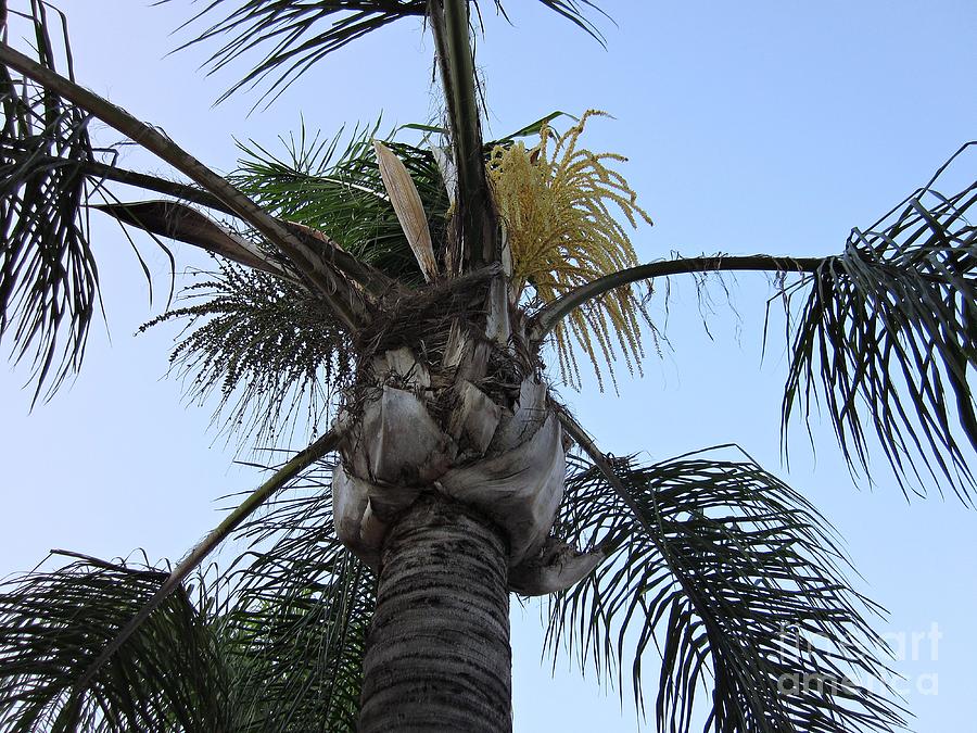 Palm tree in Torremolinos Photograph by Chani Demuijlder