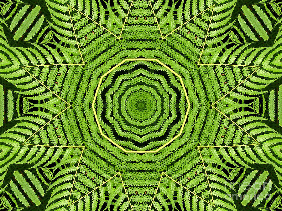 Palm Tree Kaleidoscope Abstract Photograph by Rose Santuci-Sofranko