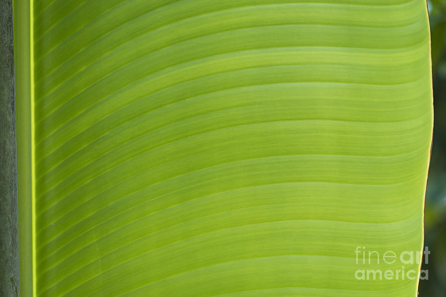 Palm Tree Leaf, Seychelles Photograph by Ivan Batinic