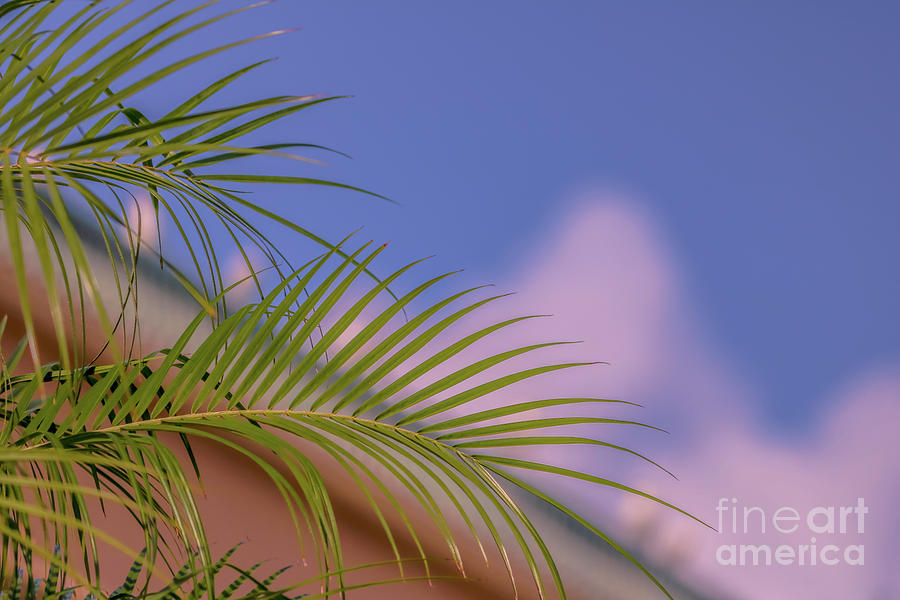 Palm tree leaves Photograph by Claudia M Photography