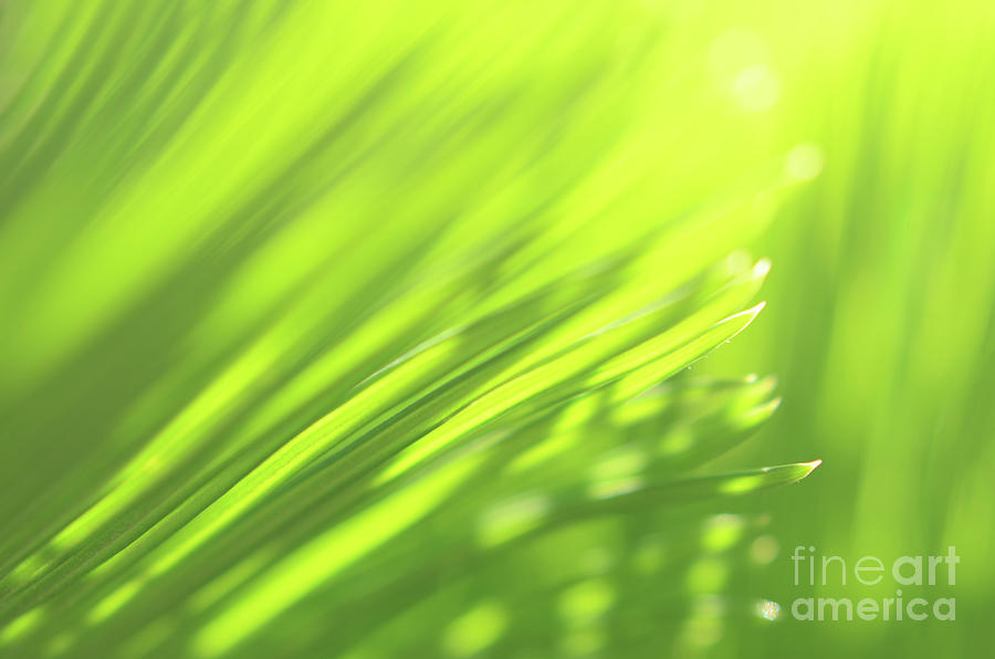 Abstract Photograph - Palm Tree Leaves in Sunlight by Anna Bliokh