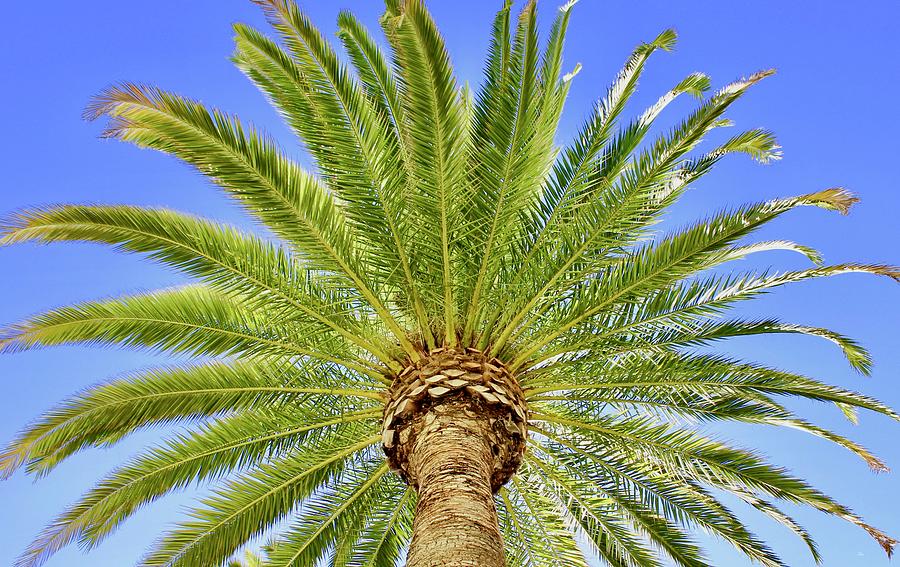 Palm Tree Hollywood California Photograph