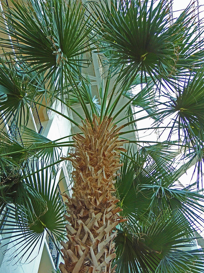 Coconut Photograph - Palm Tree by Marian Bell
