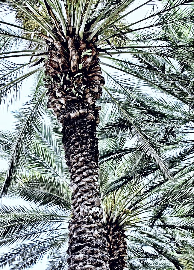 Palm Tree Digital Art by Mary Pille