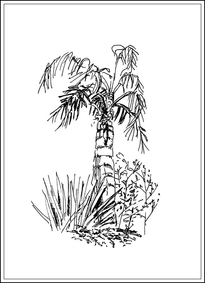 Palm Tree Drawing by Masha Batkova