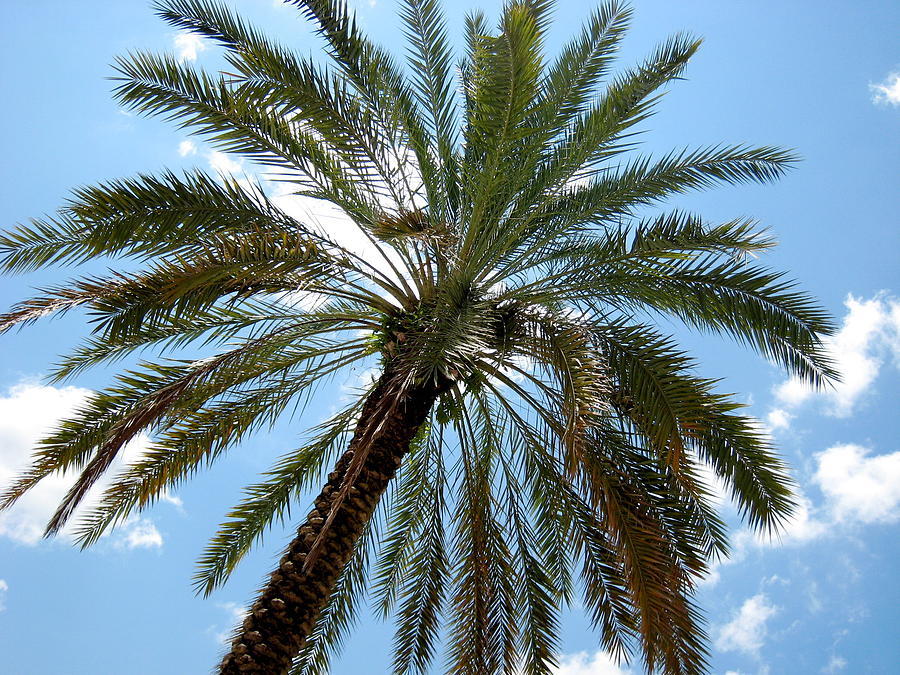 Palm Tree Photograph by Michael Albright
