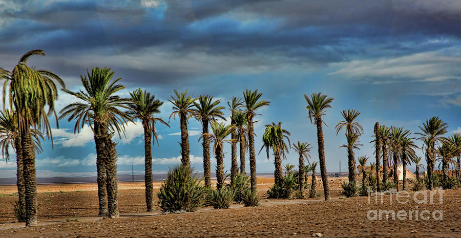 Palm Tree Morocco  Photograph by Chuck Kuhn