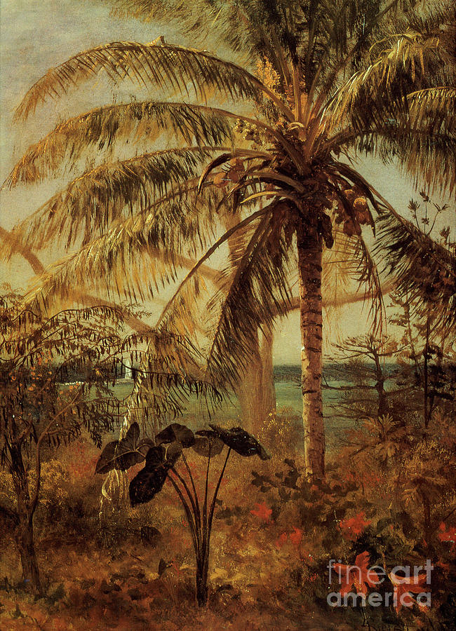 Palm Tree, Nassau, 1892  Painting by Albert Bierstadt