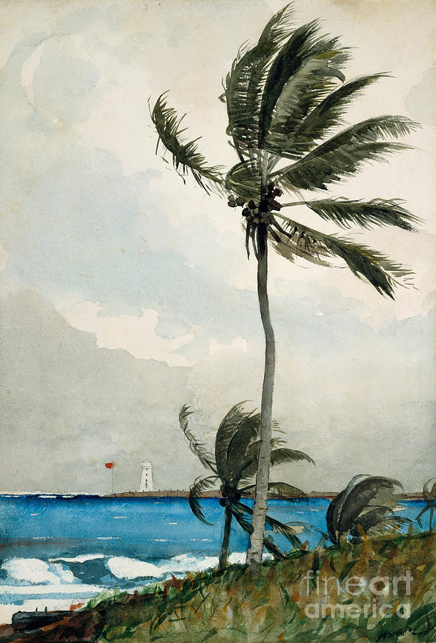 Palm Tree, Nassau, 1898 Painting by Winslow Homer