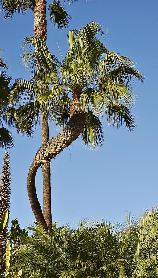 Palm Tree Needs A Chiropractor Photograph by Linda Brody