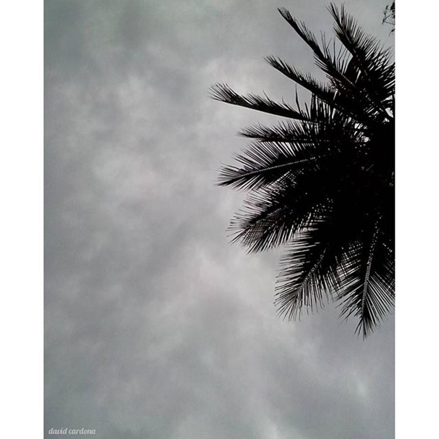 Mountain Photograph - Palm Tree by David Cardona