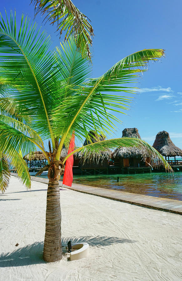 Palm Tree on Ambergris Caye, Belize Photograph by Waterdancer