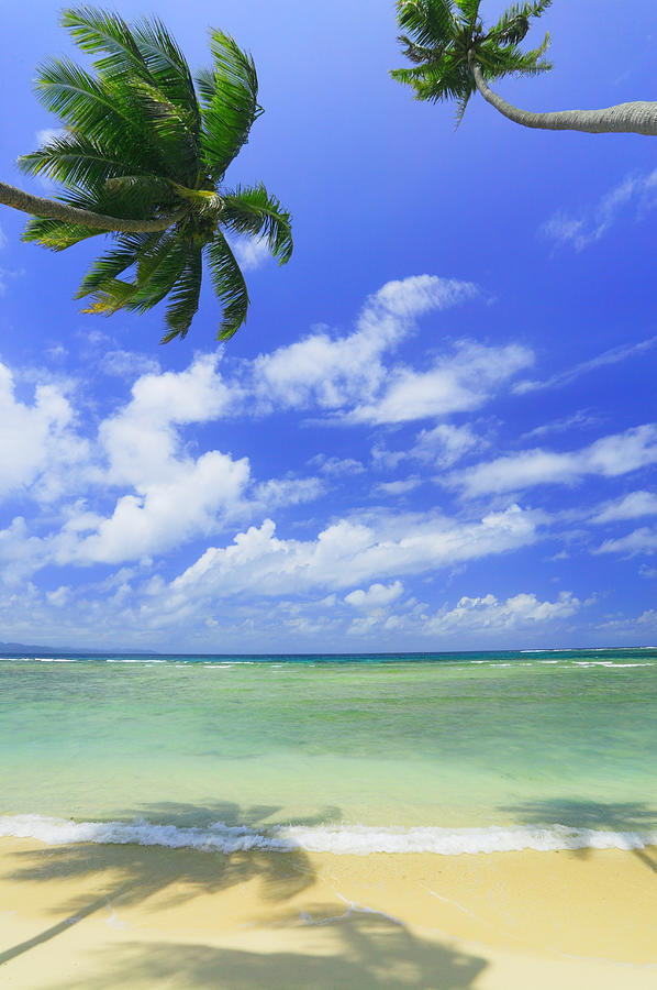 Palm Tree On Beach Photograph by Imagewerks