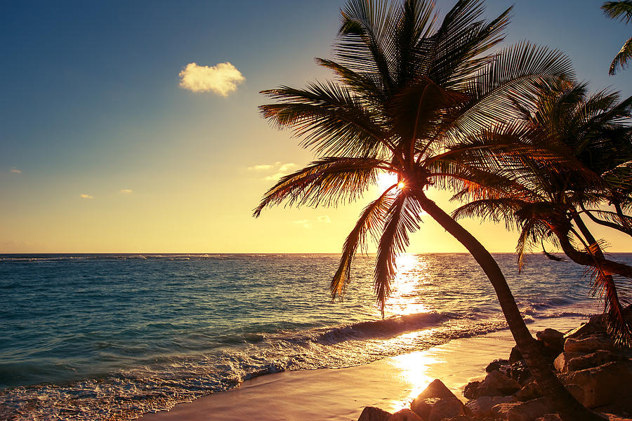 Palm tree on the tropical beach Photograph by Valentin Valkov - Fine ...