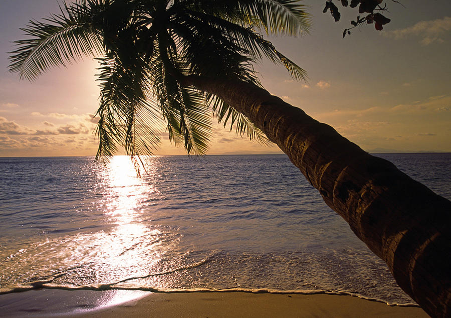 Palm tree over the beach in Costa Rica Photograph by Gary Corbett
