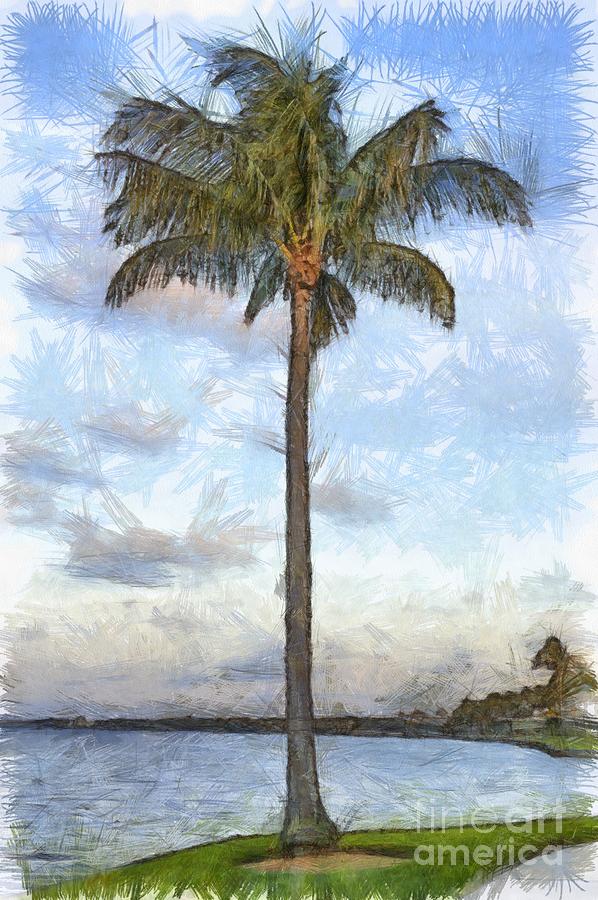 Palm Tree Pencil Photograph by Edward Fielding