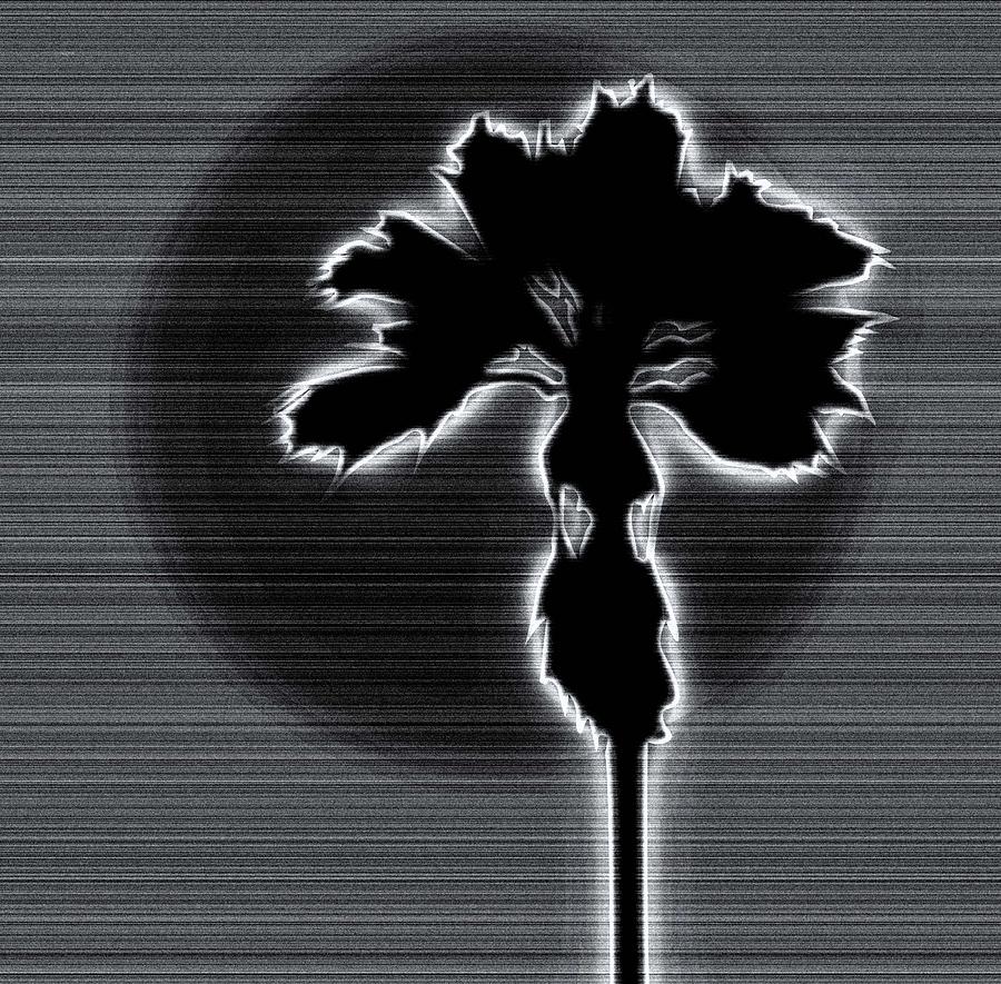 Palm Tree Print Digital Art by KaFra Art