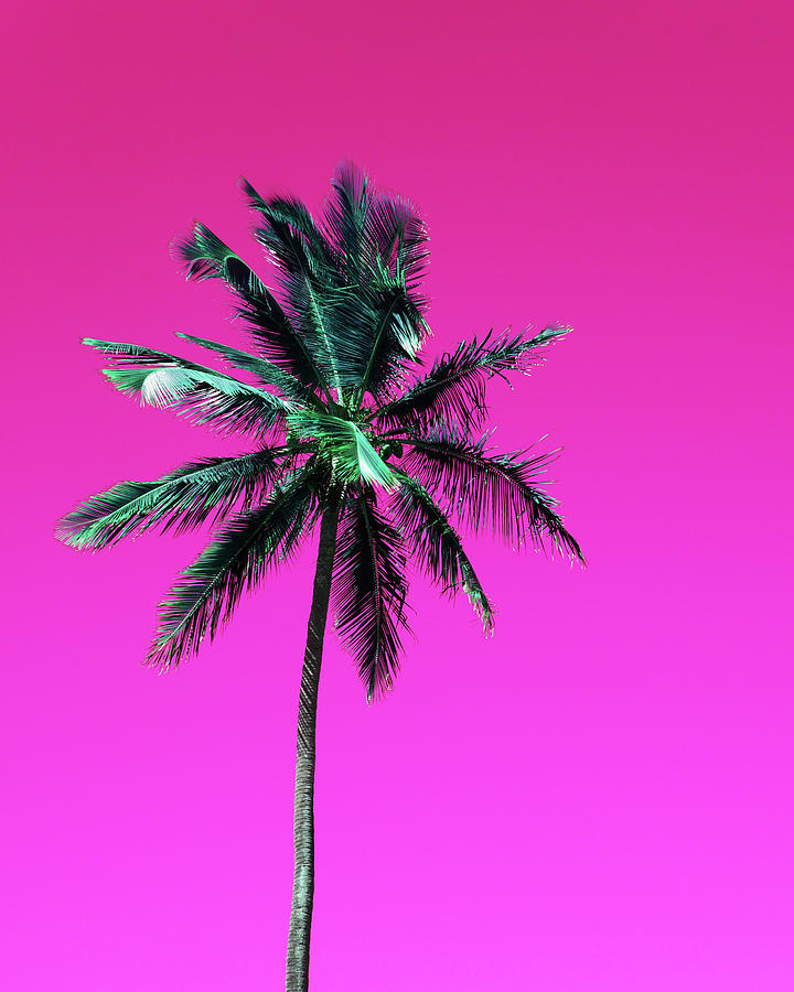 Palm Tree Puerto Rico Photograph by Vasula Tsongas - Fine Art America