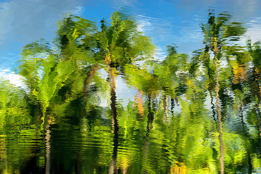 Palm Tree Reflection Photograph by Christopher Johnson