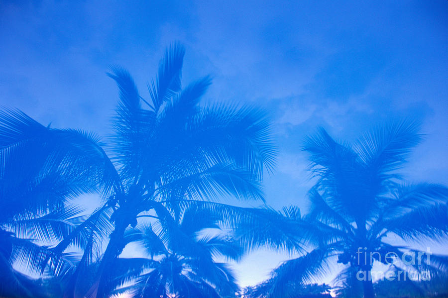 Pattern Photograph - Palm Tree Reflection by Dana Edmunds - Printscapes