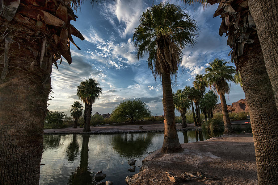 Palm Tree reflections in Papago Park Photograph by Dave Dilli