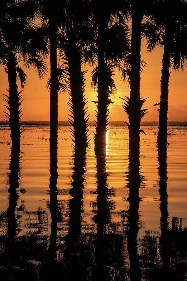 Palm Tree Reflections Photograph by Stefan Mazzola