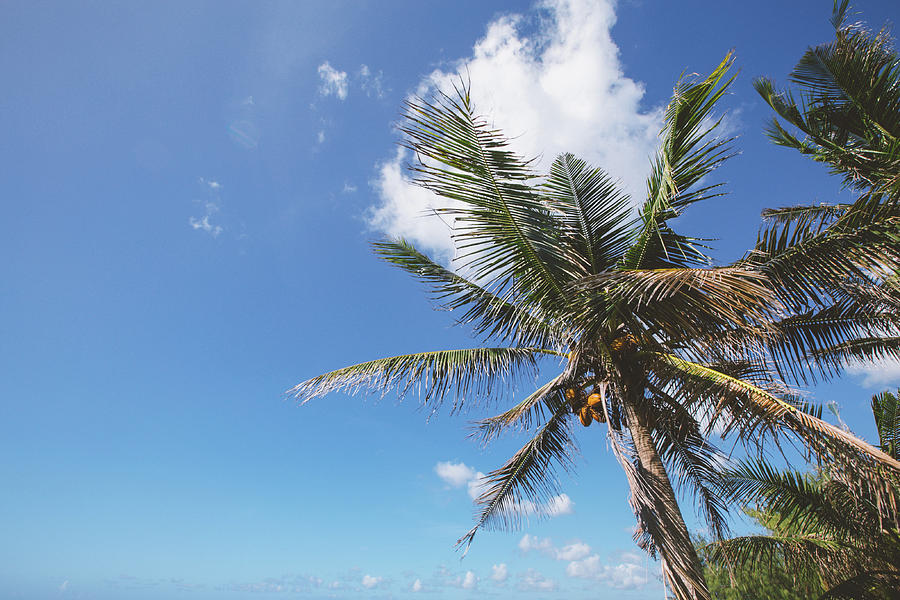 Palm Tree Photograph by Richie Batista - Fine Art America