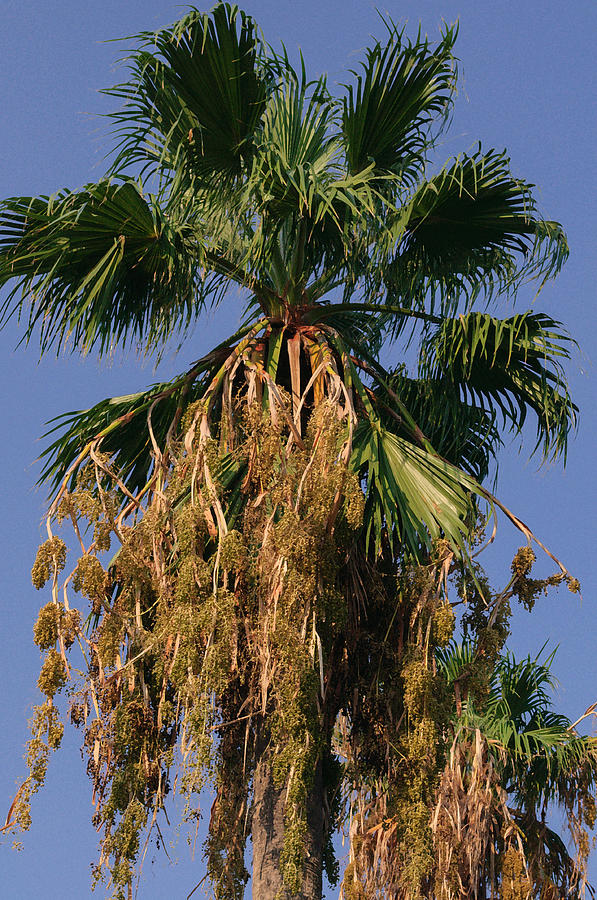 Palm Tree Photograph by Tikvahs Hope