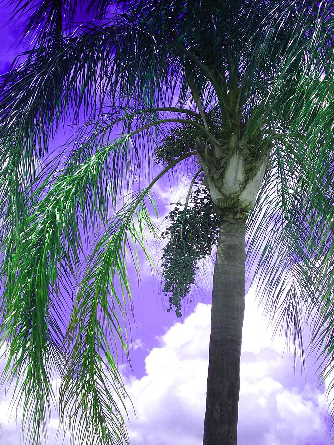 Palm Tree Seeding Photograph by Rosalie Scanlon