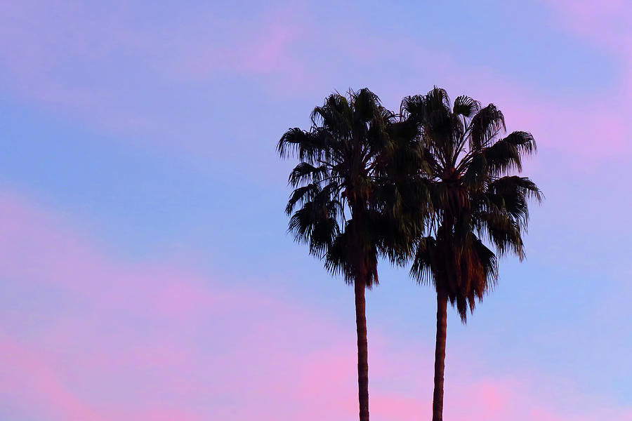 Sunset Photograph - Palm Trees Silhouette at Sunset by Ram Vasudev