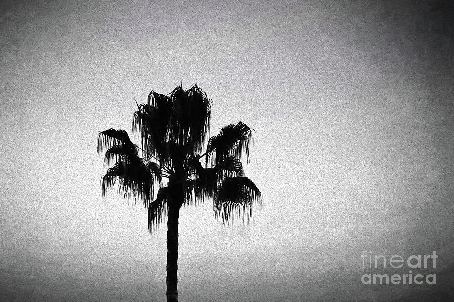 Palm Tree Silhouette Black And White Photograph by Sharon McConnell