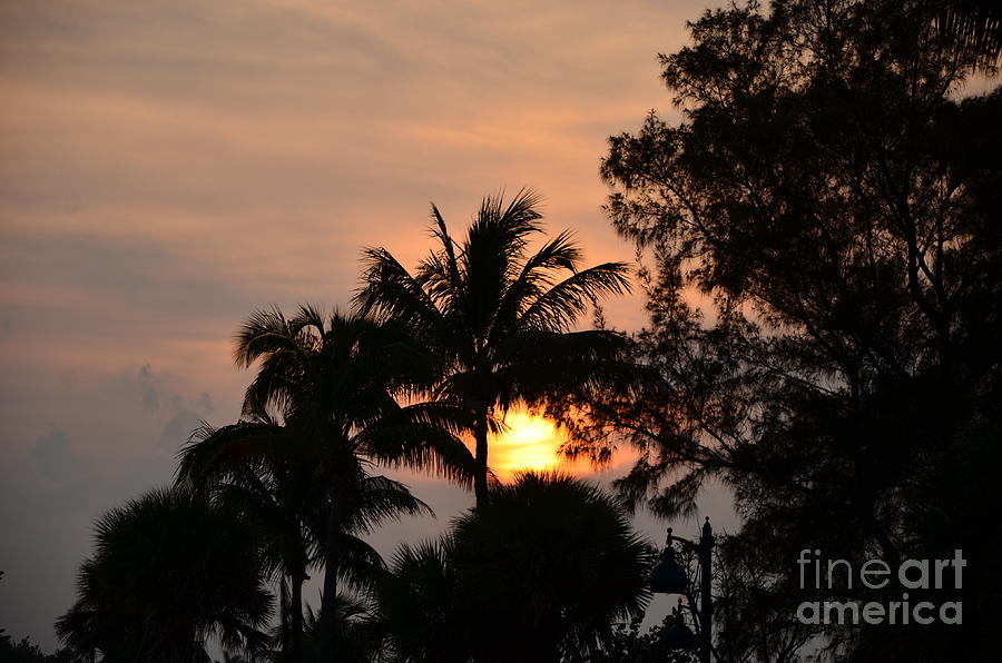 Palm Tree Silhouette Photograph by Bob Sample