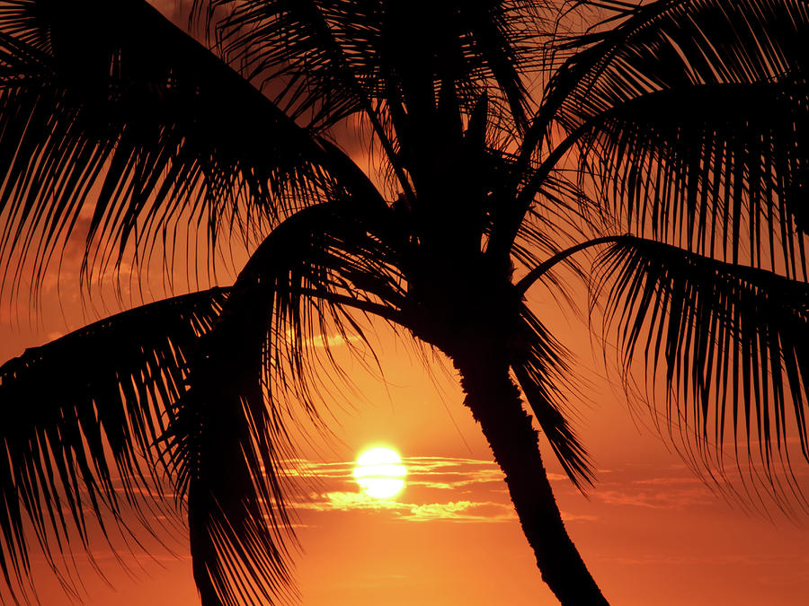 Palm Tree Silhouette Photograph by Christopher Johnson