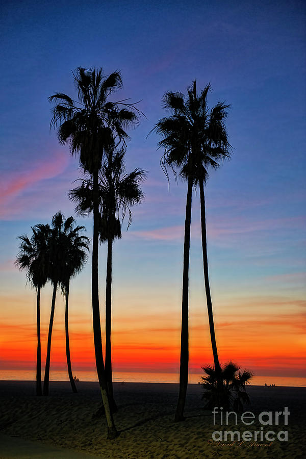 Palm Tree Silhouette Photograph by David Arment