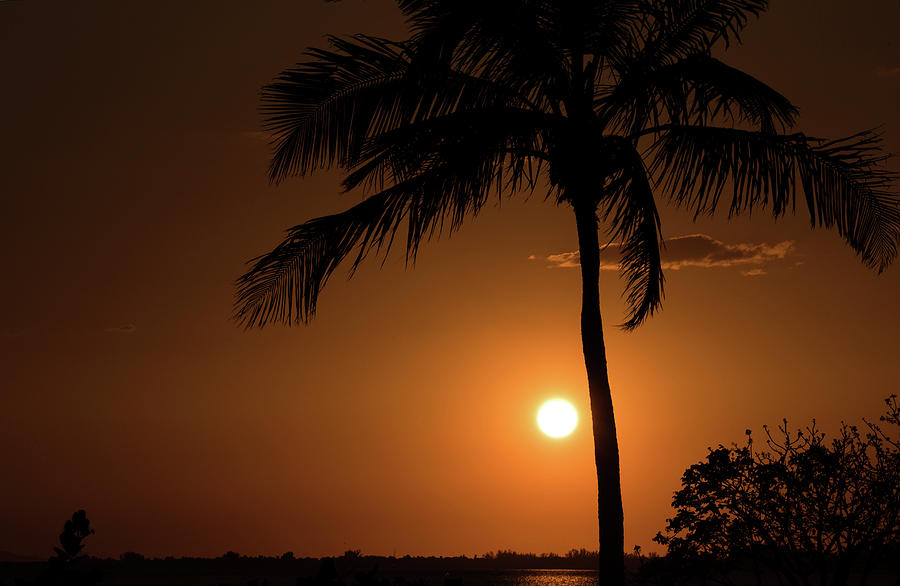 Palm Tree Silhouette Photograph by Janice Adomeit