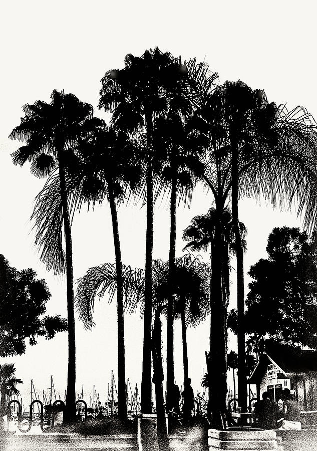 Palm Tree Silhouette Photograph by Joseph Hollingsworth