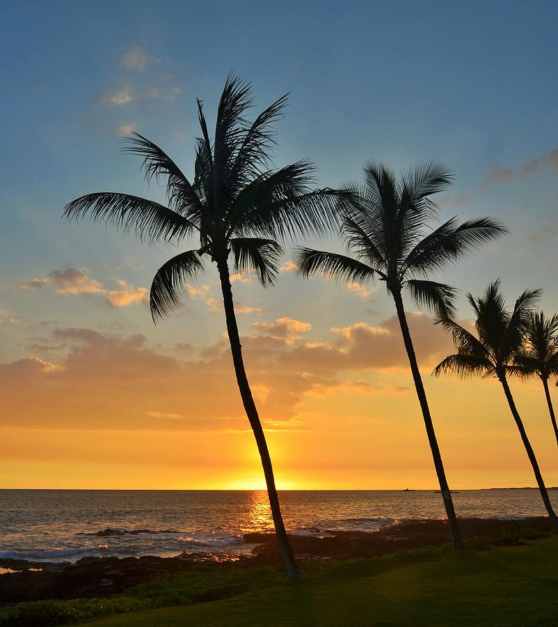 Palm Tree Silhouette Photograph by Melinda Baugh - Fine Art America