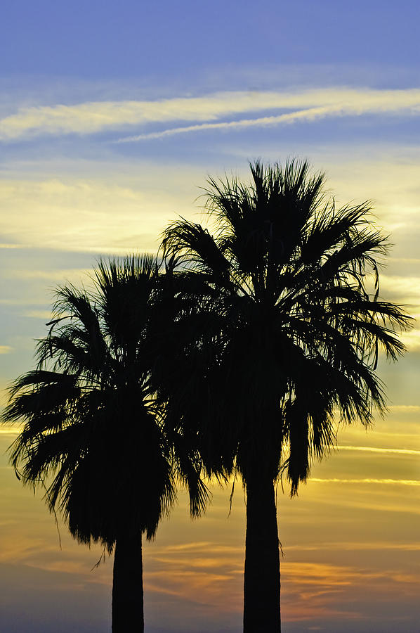 Palm Tree Silhouette Photograph by Sherri Meyer