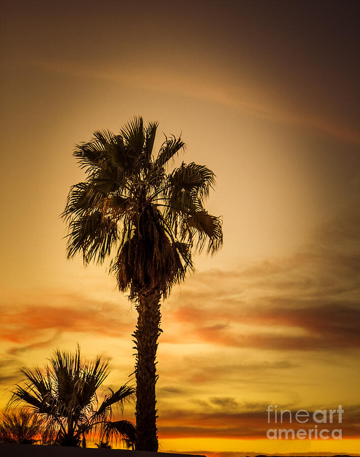 Sunset Photograph - Palm Tree Silhouetted  by Robert Bales