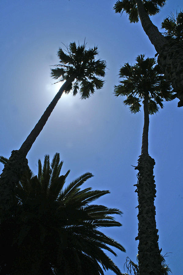 Palm tree silouette Photograph by Gary Brandes