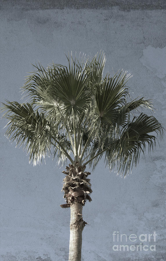 Palm Tree Solo Photograph by Ella Kaye Dickey
