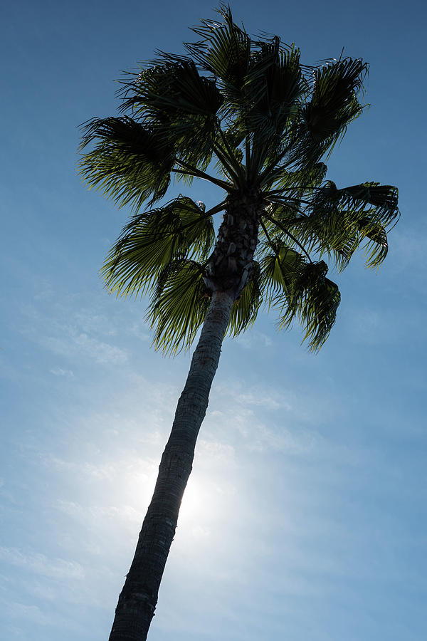Sunset Photograph - Palm Tree by Steve Gadomski