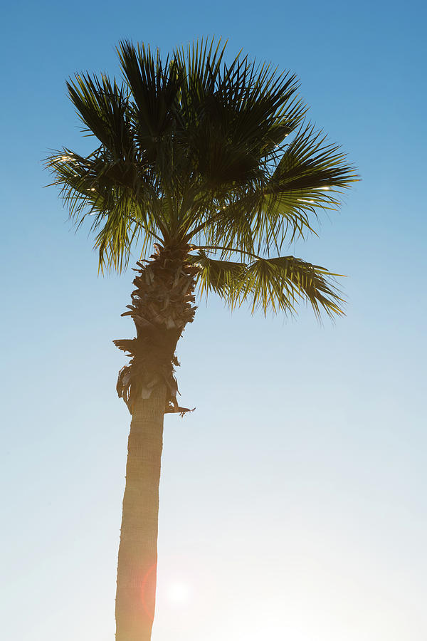 Tree Photograph - Palm Tree Sunrise by Steve Gadomski