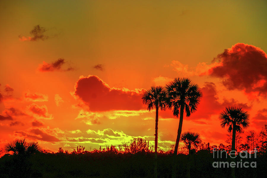 Palm Tree Sunrise Photograph by Tom Claud