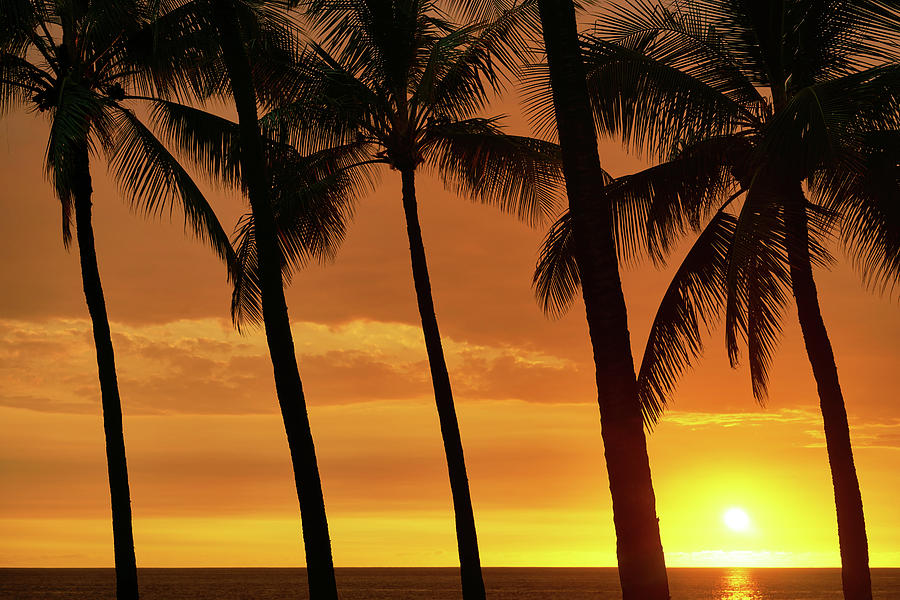 Sunset Photograph - Palm Tree Sunset by Christopher Johnson