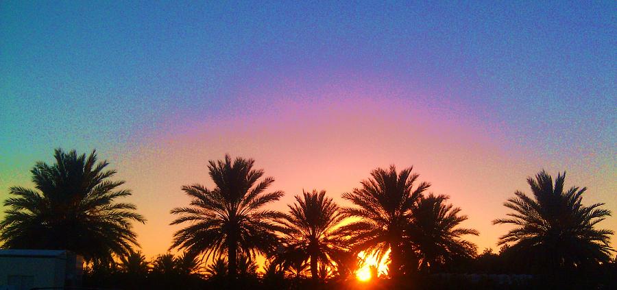 Palm Tree Sunset Photograph by Deborah Lacoste