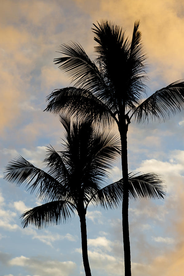 Coconut Palm Trees Photograph - Palm Tree Sunset Hawaii by Dustin K Ryan